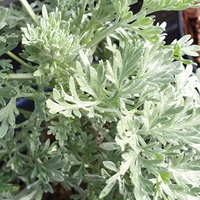 Artemisia 'Powys Castle'